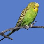 Budgerigar