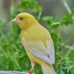Canary