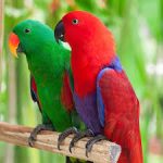 Eclectus Parrot