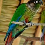 Green Cheeked Conure