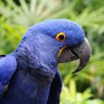 Hyacinth Macaw