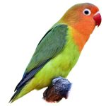 Lovebird