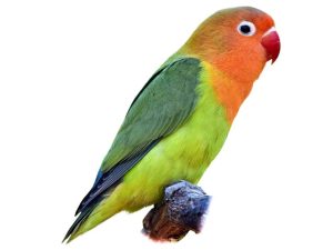 Lovebird