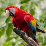 Macaw