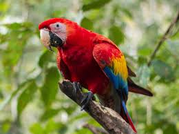 Macaw