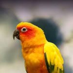 Sun Conure