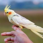 Cockatiel